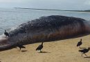 Baleia encontrada morta no extremo sul da Bahia não tinha óleo diz Instituto Baleia encontrada morta no extremo sul da Bahia não tinha óleo diz Instituto